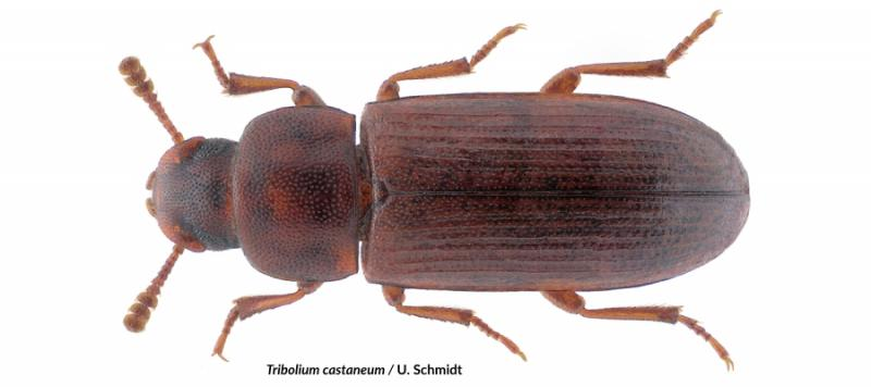 Plagas en granos almacenados: los gorgojos de la harina